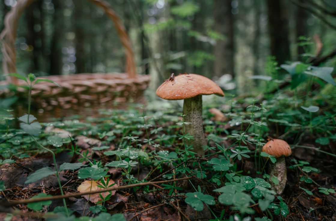 champignons dans une forêt